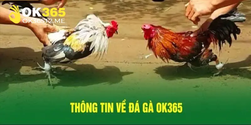 Sảnh đá gà mang lại cho người chơi giây phút giải trí nảy lửa