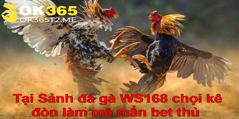 Tại Sảnh đá gà WS168 chọi kê đòn làm mê mẩn bet thủ